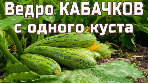 Секреты безупречной кабачковой: правильная обработка кабачков