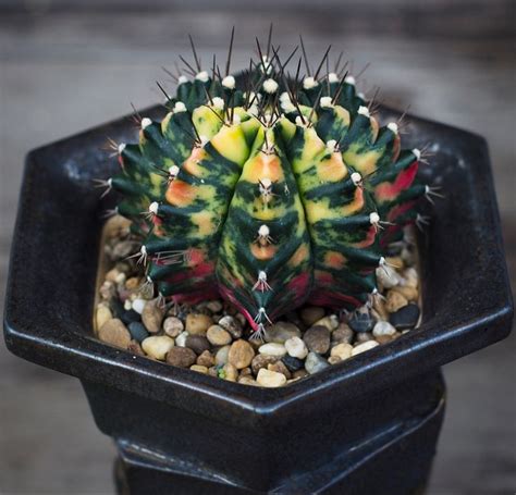 Секреты заботы о красавце gymnocalycium в зимнем времени