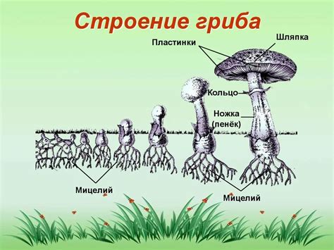 Секреты успешного ухода за грибницей: сохранение и эффективное использование