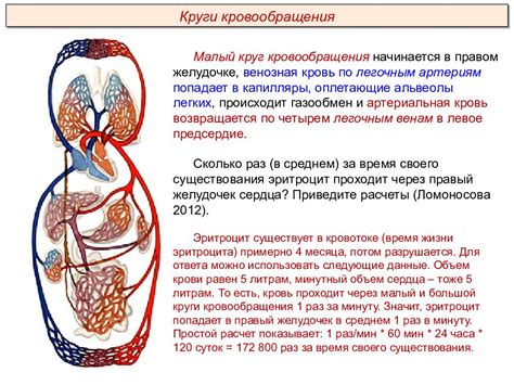 Селезенка: архитектура и ролевые функциональные задачи в кровеносной системе