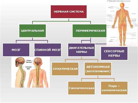 Сенсорные органы и нервная система