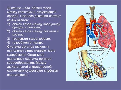 Симптомы наличия избытка секрета в дыхательной системе и потенциальные последствия
