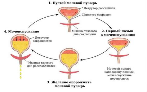 Симптомы непроходимости мочи