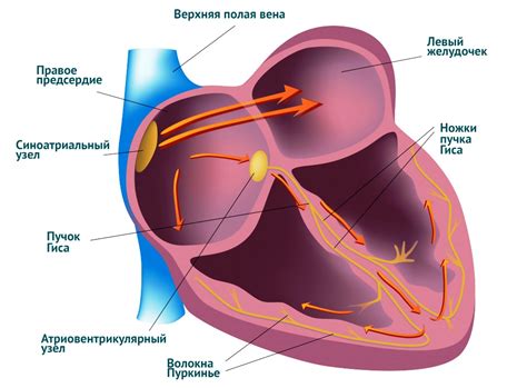 Симптомы неспецифического нарушения внутрижелудочковой проводимости сердца