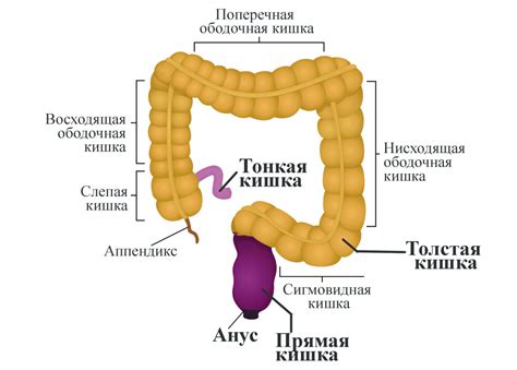 Симптомы работы толстой кишки