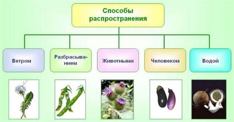 Системы организации сброса поверхностной влаги для предотвращения распространения патогенов и повреждений растений