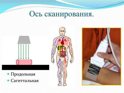 Сложности, связанные со скелетно-мышечной системой животных