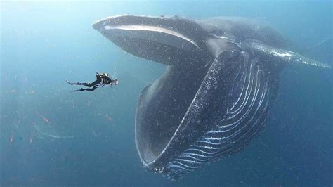 Смысл синего кита смайлика в Телеграмме: выражение печали и грусти