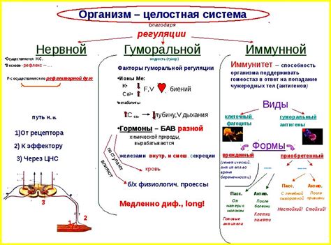 Снижение запалительных процессов в организме