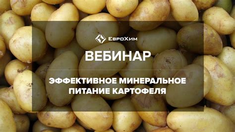 Советы для повышения урожайности хмеля