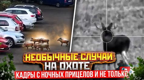 Советы по безопасной и эффективной охоте на крылатых ночных гостей