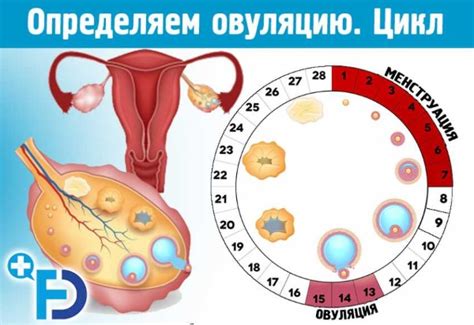 Советы по стимулированию регулярности овуляции у женщин с нестабильным менструальным циклом