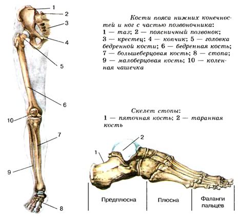 Соединение головы и ног в единое целое