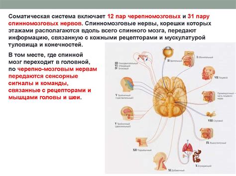 Соматическая нервная система: влияние стресса и опасности