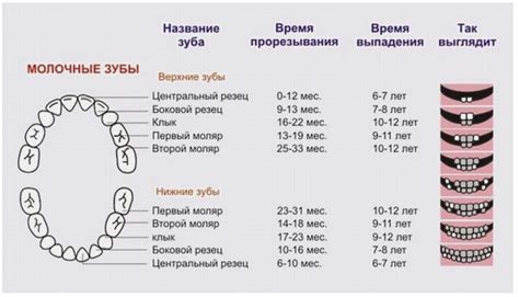 Соответствие возраста по состоянию зубов