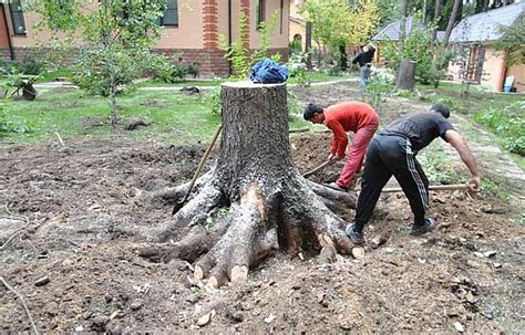 Сохранение здоровья деревьев: эффективные методы обработки корней для предотвращения разложения