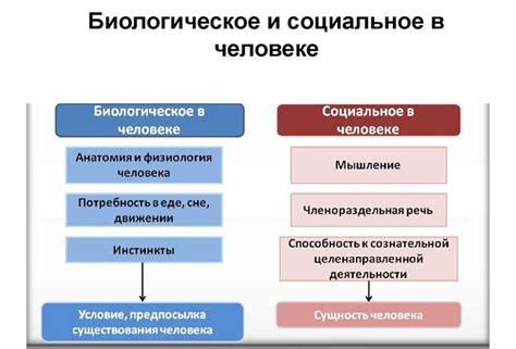 Социальные, экономические и биологические основы