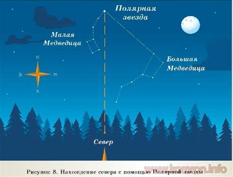 Способы определения стороны горизонта при помощи растений