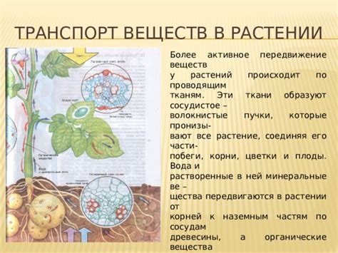 Способы передвижения веществ по сосудам растений: сущность и механизмы