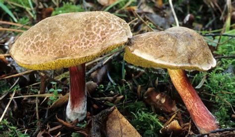Способы приготовления гриба груздя для сохранения его вкусных и насыщенных оттенков