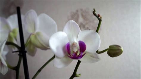 Стресс и адаптация орхидеи
