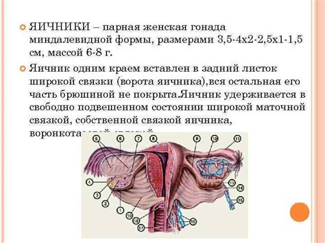 Строение внутренних половых органов - ключ к процессу размножения