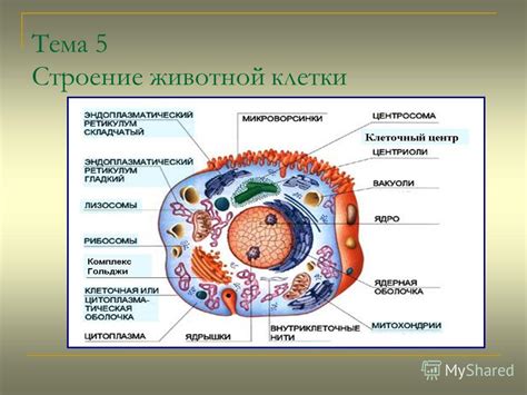 Строение и компоненты гусеницы: ключевые элементы и детали