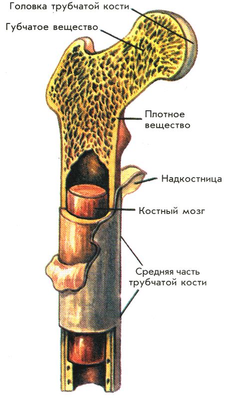 Строение и функции особой кости внутри сустава