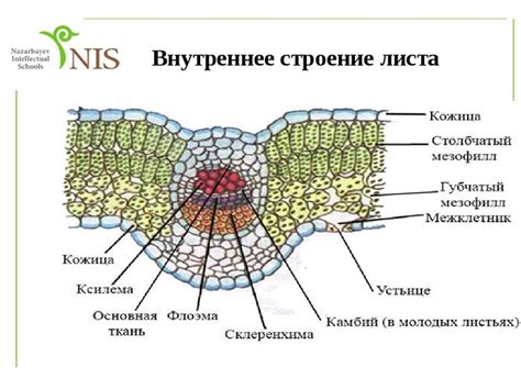 Строение растений с покрытосеменными: внутренние структуры и их функции