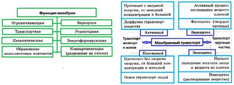 Структура и основные функции ПНПГ