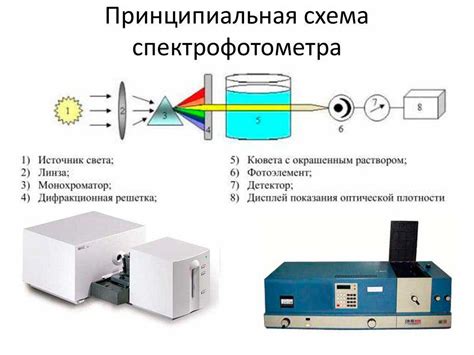 Структура и принцип работы светящихся органов у светликов