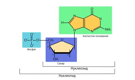 Структура нуклеиновых кислот