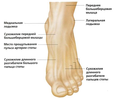 Структуры и функции лодыжки: разнообразие анатомии человеческой ноги