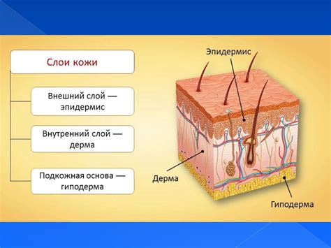 Сухость кожи и нарушение ее защитной функции