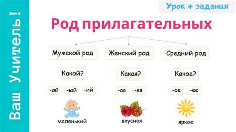 Сущность грамматического понятия "род" в отношении прилагательных