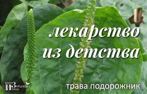 Сыроватка для растений: полезные свойства и особенности применения