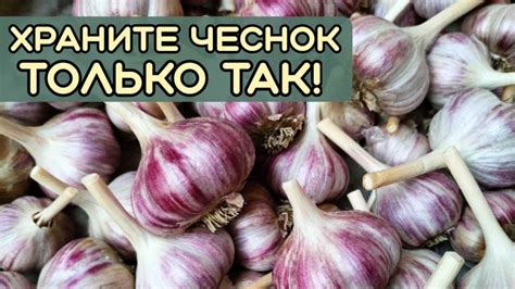 Тайны превращения сушеного чеснока в мелко дробленый продукт