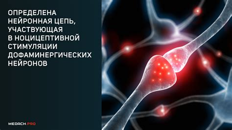 Тема 1: Роль питания в стимуляции создания новых нейронов