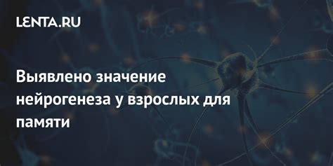 Тема 2: Значение нейрогенеза для оптимальной работы мозга