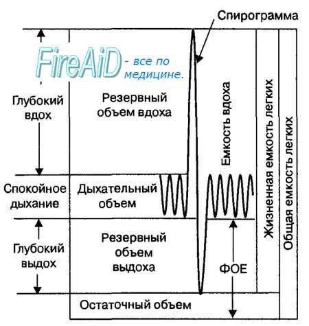 Тема 2: Увеличение частоты и силы дыхания в покое