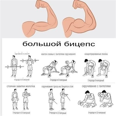 Техника выполнения упражнений с гантелями для нагрузки различных групп мышц