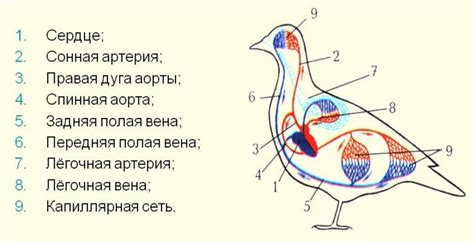 Техника намотки для формирования тела пернатого существа