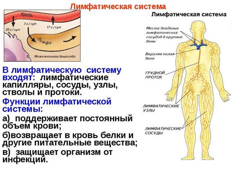 Техники дыхания для стимуляции функции лимфатической системы