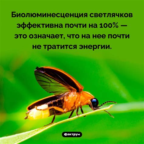 Технические применения биохимических реакций, подобных тем, что происходят у светлячков