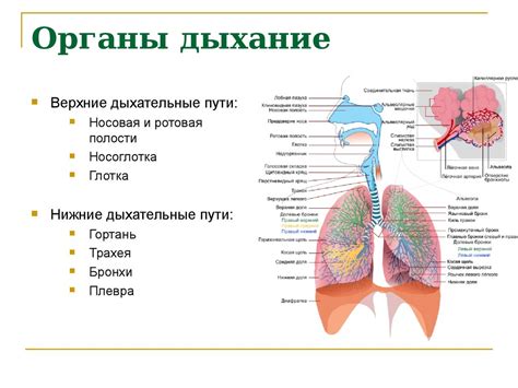 Типы отхождений из дыхательной системы и их важность