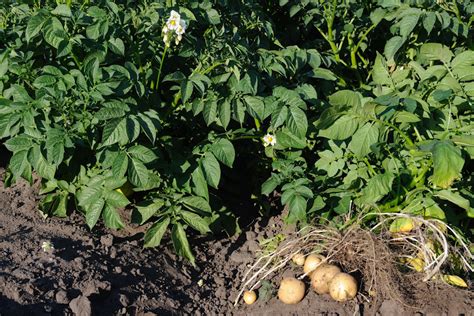 Топ-5 культурных растений для пересадки после сбора урожая картофеля