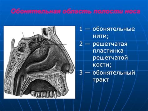 Травмы и операции носовой полости