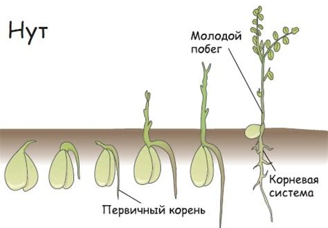 Традиционные методы удаления внешней оболочки гороха нут