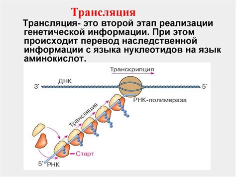 Трансляция генетической информации: процесс синтеза белка