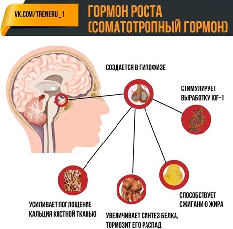 Тренировки, способствующие активации синтеза соматотропного гормона